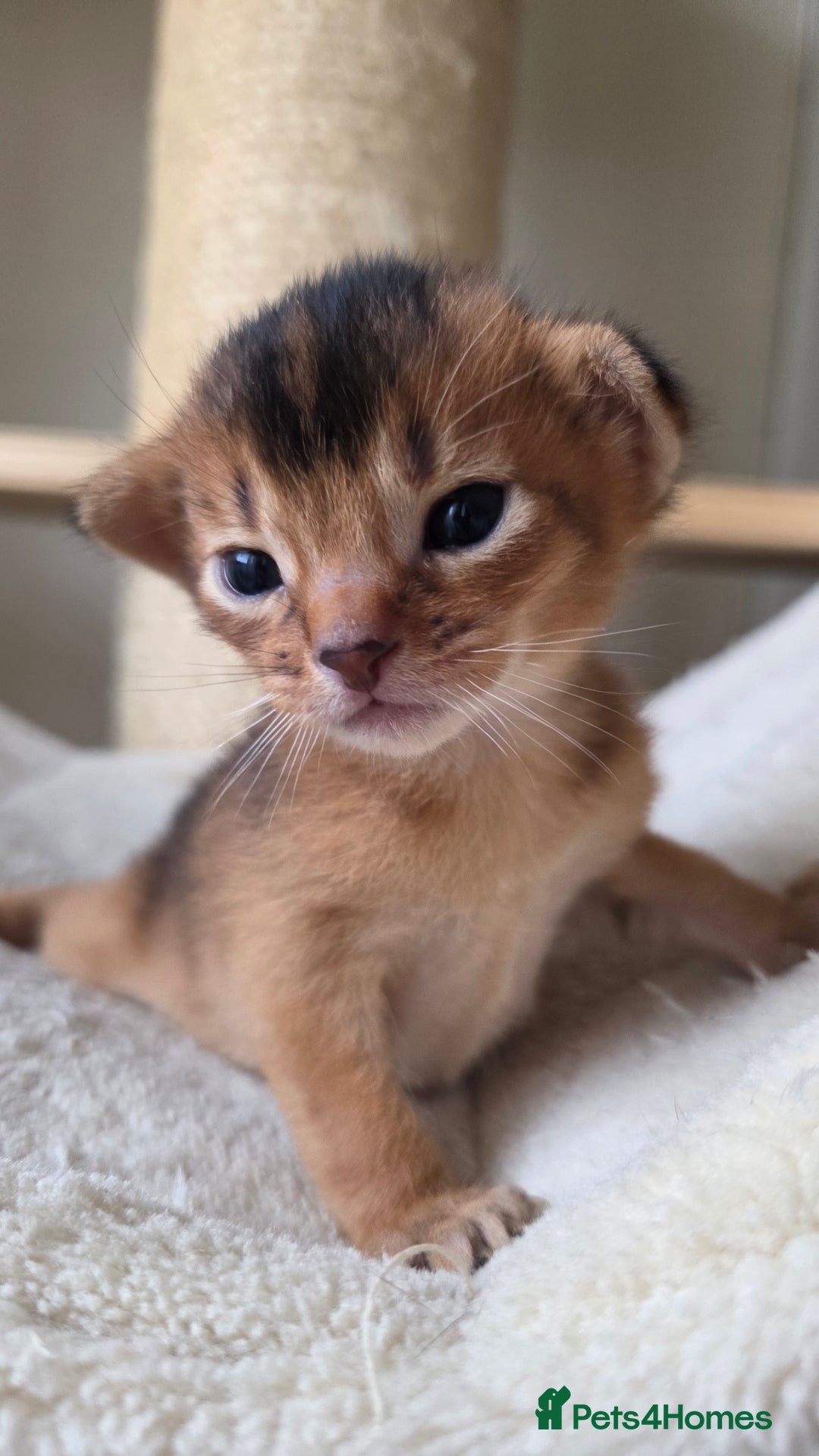 Abyssinian cats for sale: TICA-registered Abyssinian kittens - Advert 8