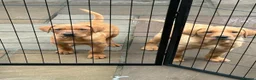 Labrador Retriever dogs for sale: KC Registered Labrador Puppies  - Advert 5