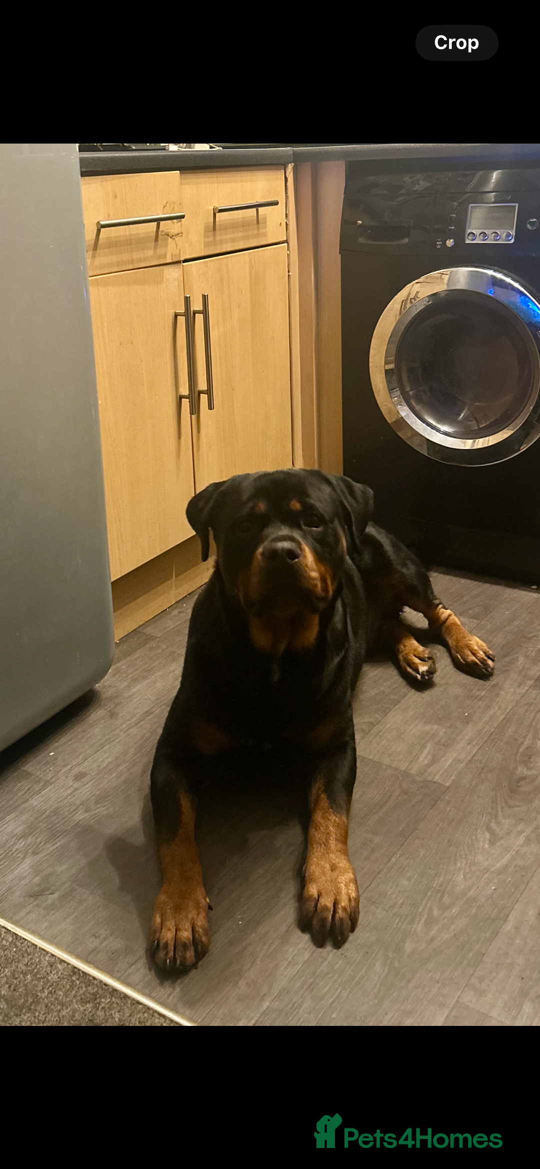 Mixed Breed dogs for sale: French Bullweilers - Image 10
