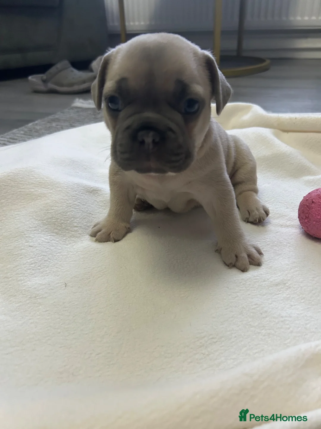 French Bulldog dogs for sale: 1 boy left  in Coventry - Advert 4