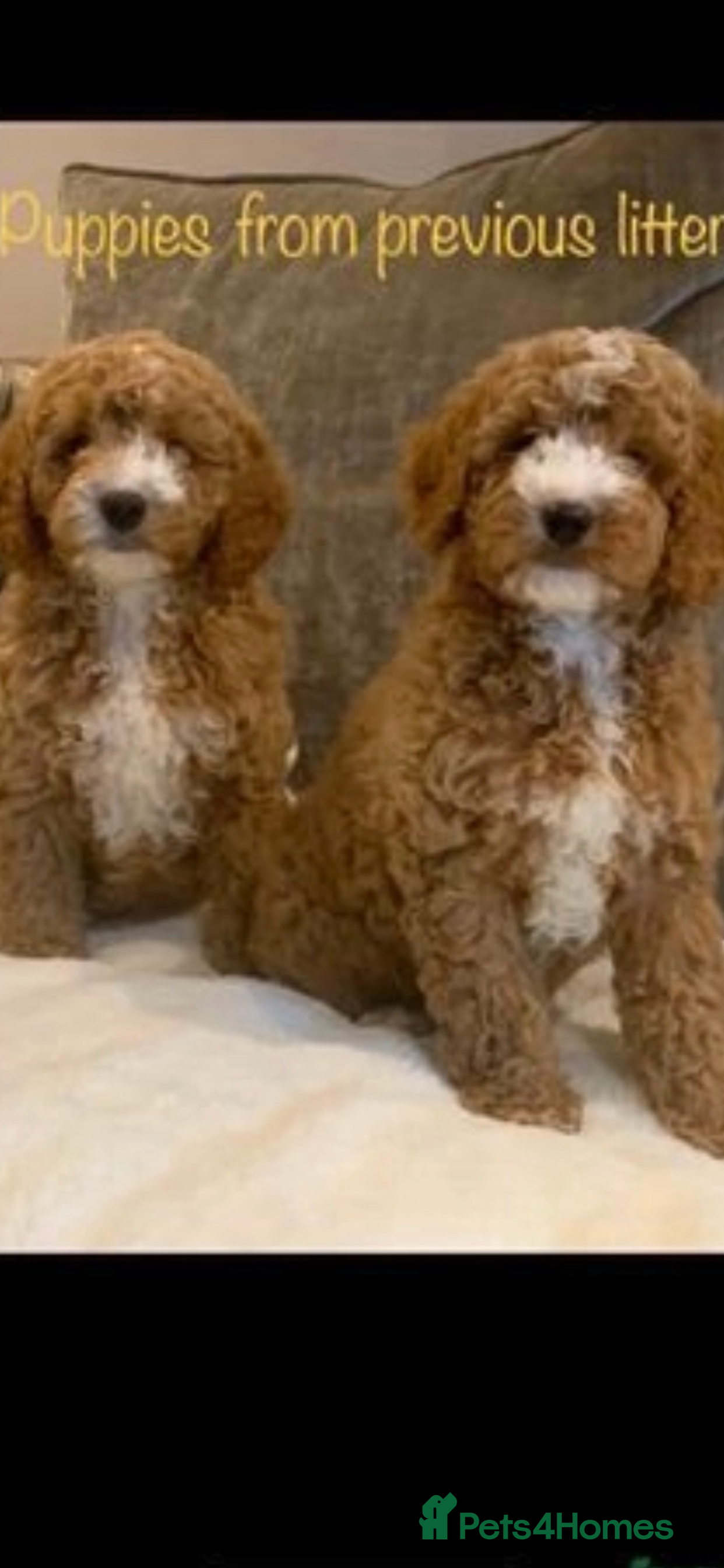 Aussiedoodle dogs Miniature Aussie Doddle puppies  - Advert 14