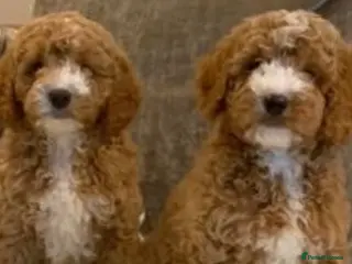 Aussiedoodle dogs Miniature Aussie Doddle puppies - Advert 14