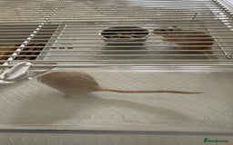 Gerbil rodents for sale: 2 male gerbils  - Advert 2