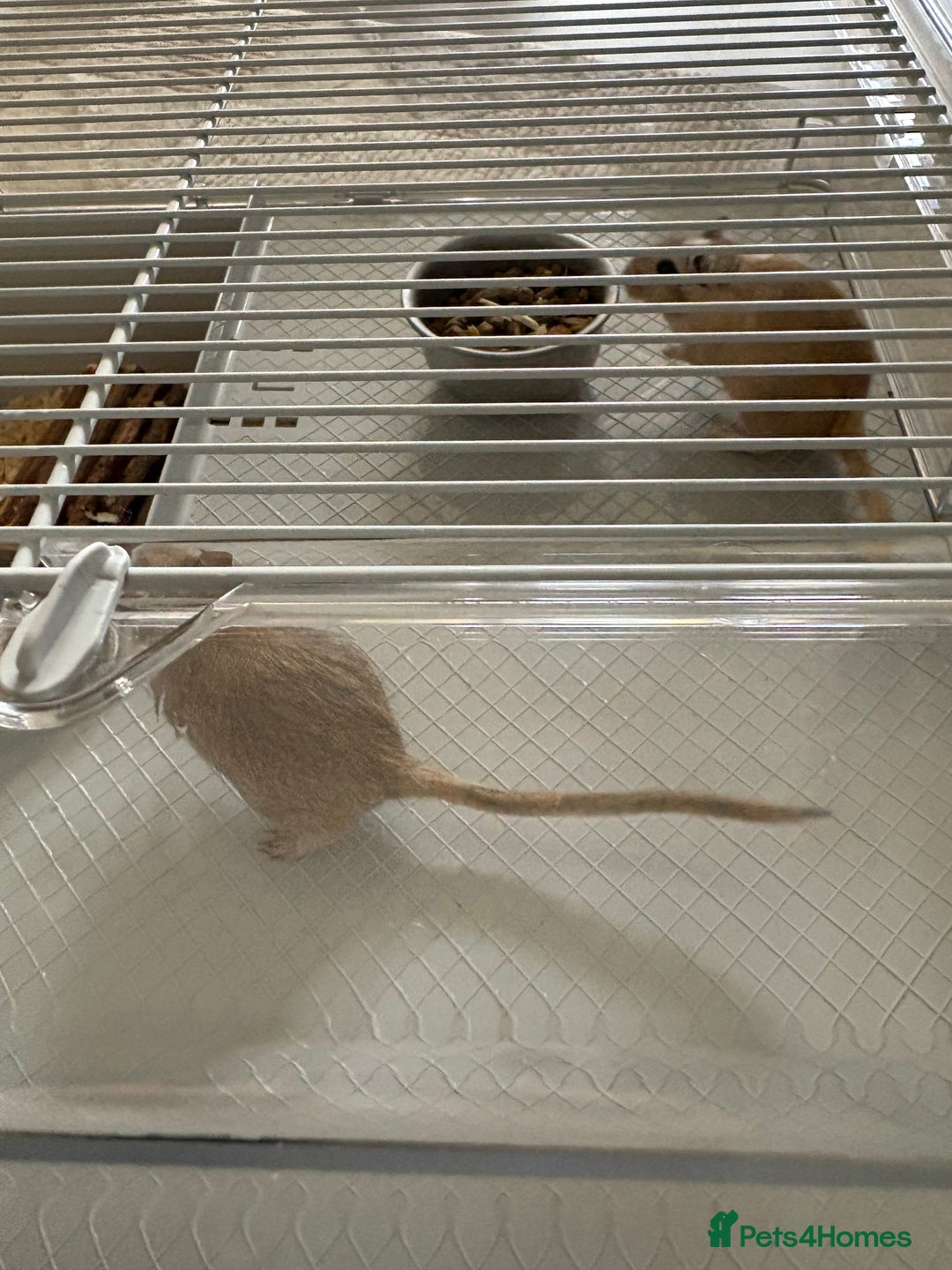 Gerbil rodents for sale: 2 male gerbils  - Advert 2