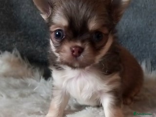 Chihuahua dogs ❤️🔥DNA tested parents❤️🔥2Boys💙long-coat - Advert 11