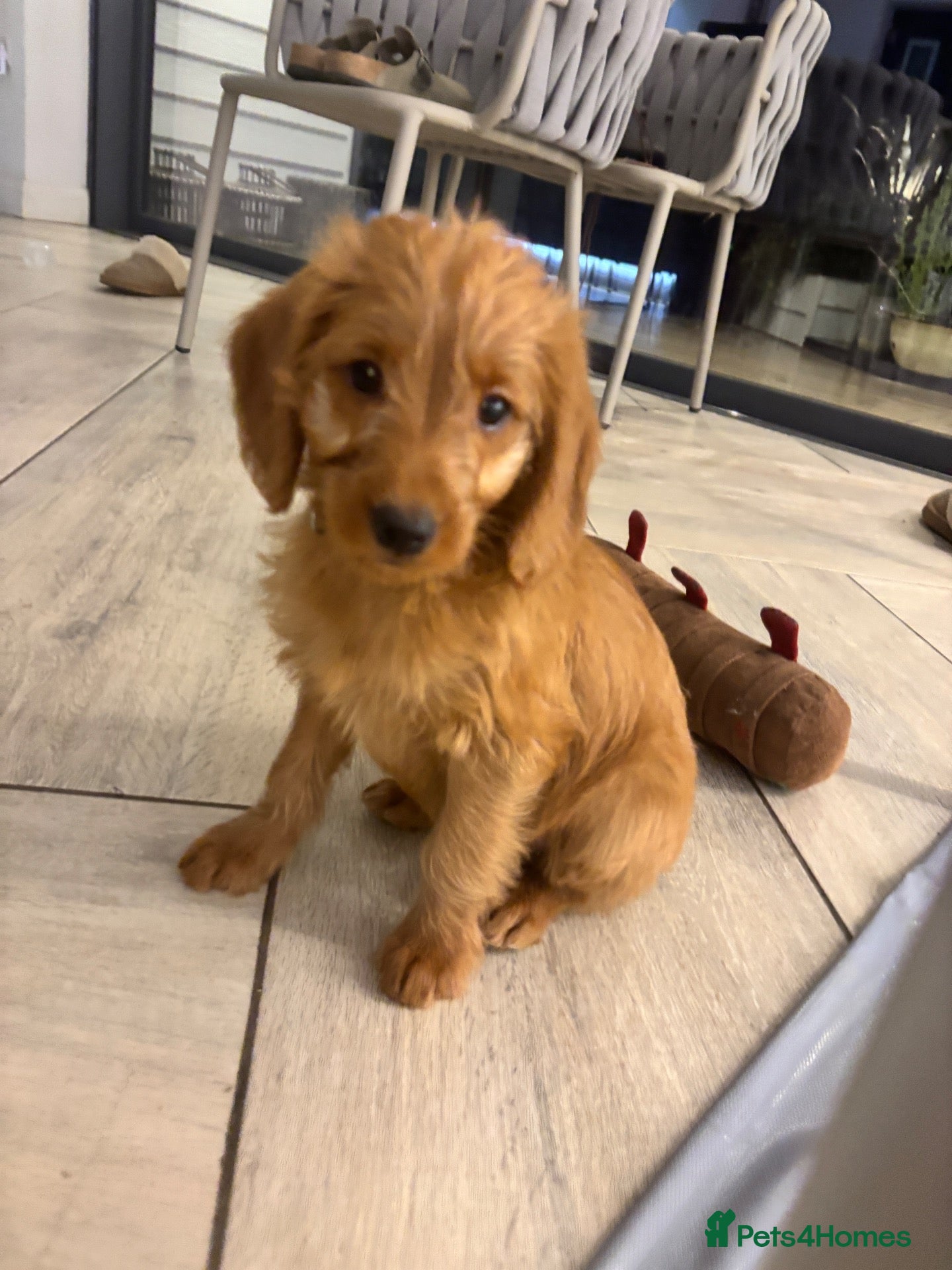 Labradoodle dogs 1 little girl! Labradoodle F1b generation - Advert 1