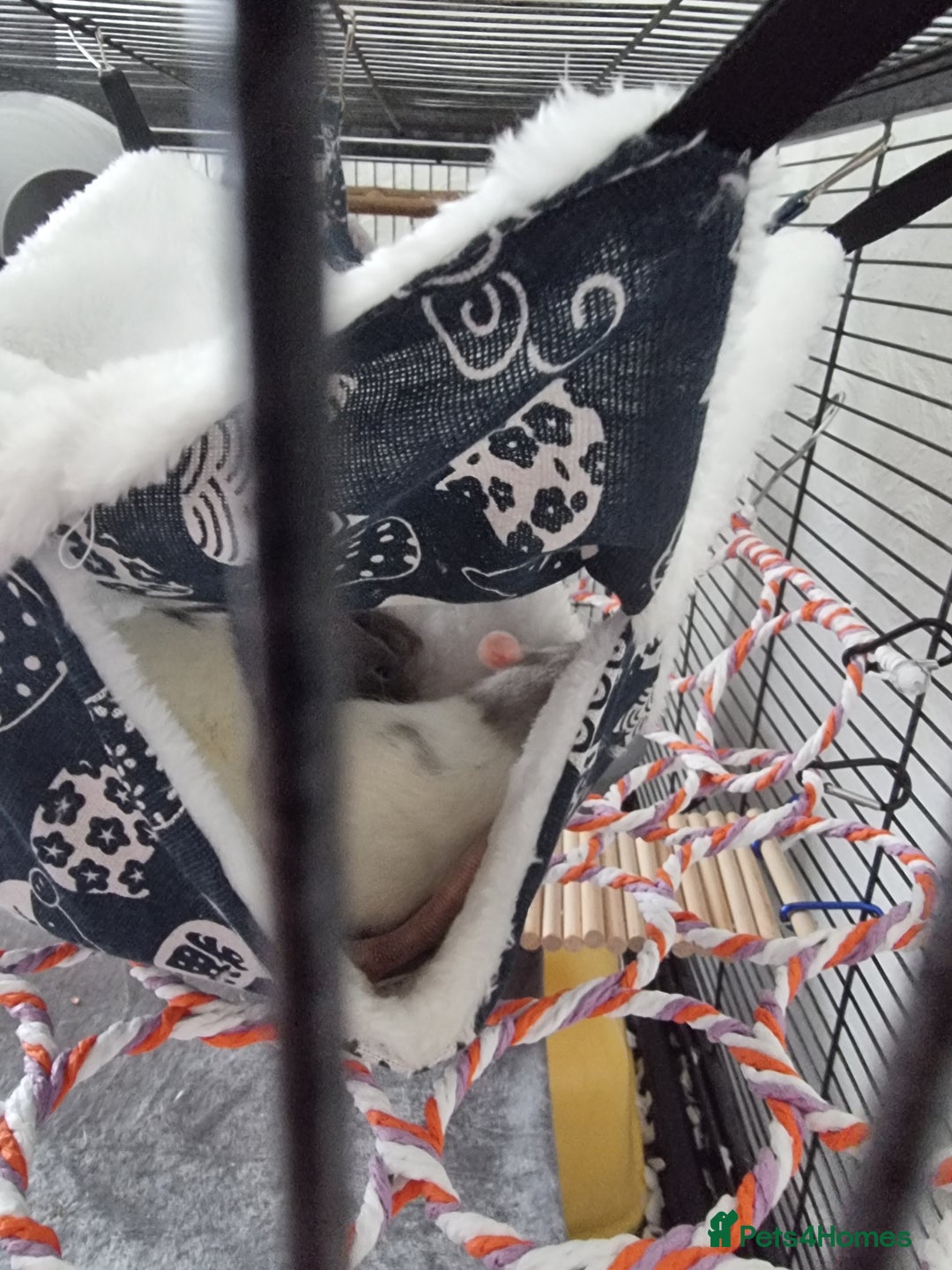 Rat rodents for sale: 4 young female rats with enclose for sale - Advert 13