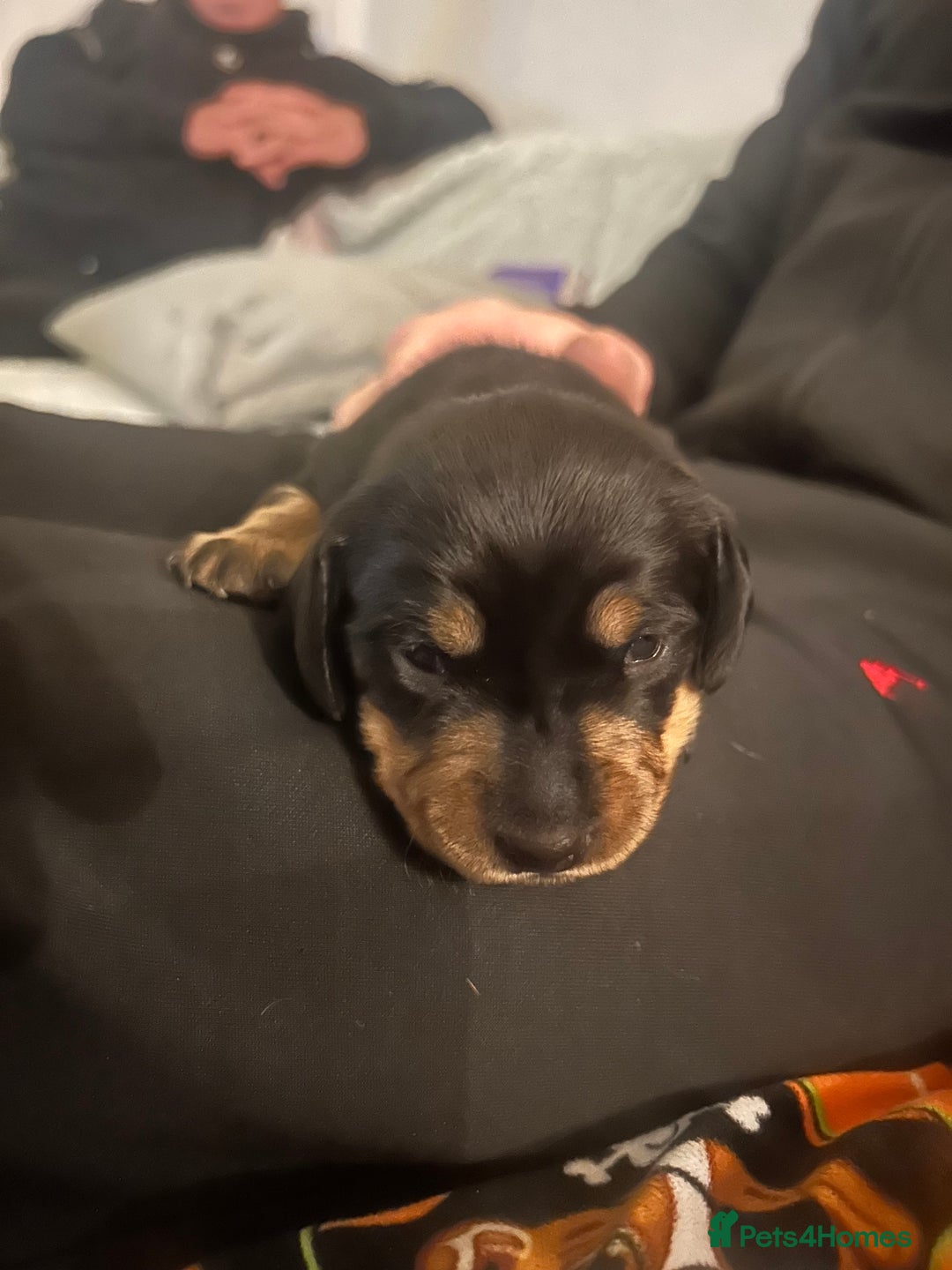 Miniature Dachshund dogs for sale: 3 black & tan boys - Advert 5