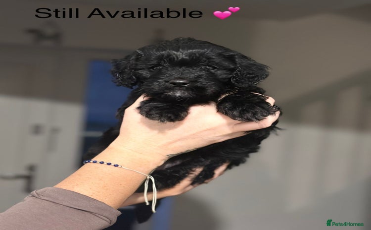 Cavapoo dogs - Advert 2