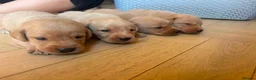 Labrador Retriever dogs for sale: Beautiful Red kc Labrador Puppies - Advert 4