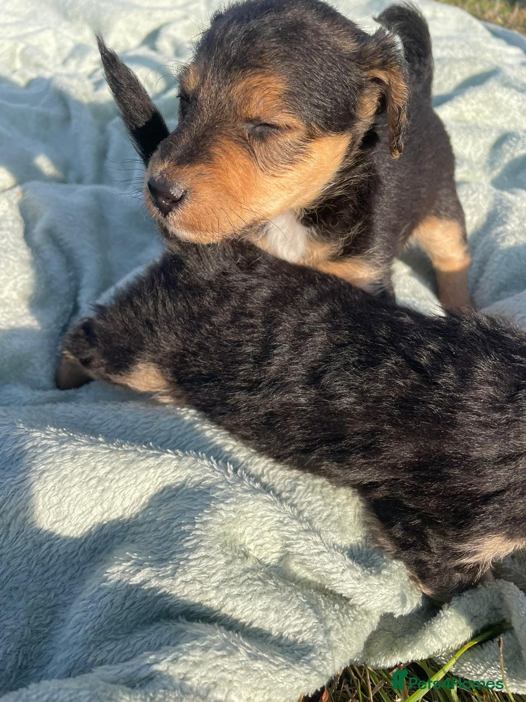 Mixed Breed dogs for sale: Foxypoo puppies for sale  - Image 7