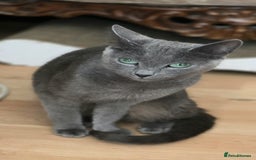 Russian Blue cats for sale: Pedigree Russian blue kittens NORTH LONDON  - Image 10