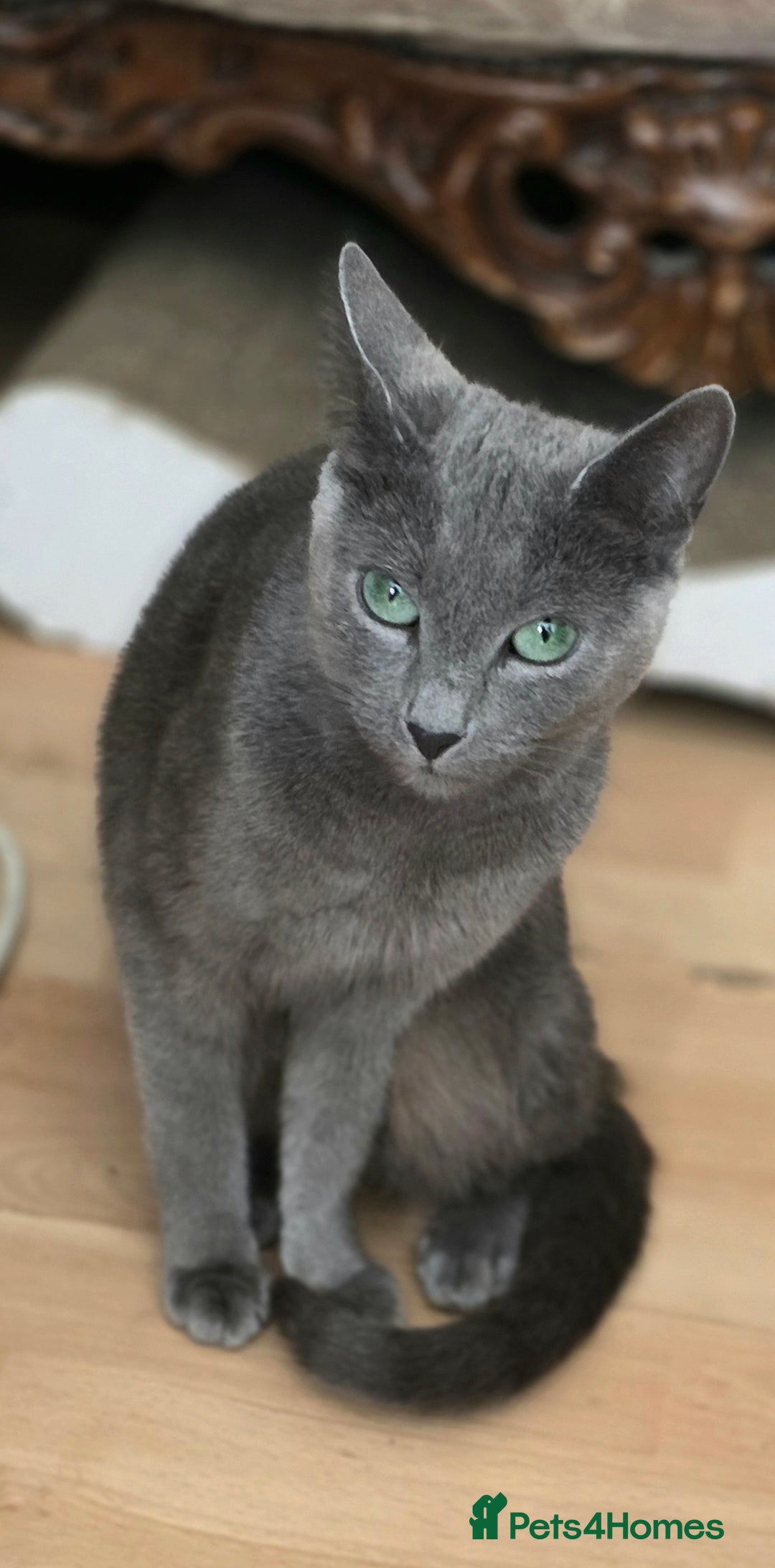 Russian Blue cats for sale: Pedigree Russian blue kittens NORTH LONDON  - Image 10