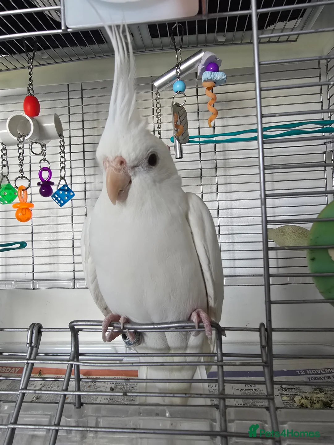 Cockatiels birds for sale: 2 x WHITE FACED DNAd MALE COCKATIELS, 10m - Advert 2