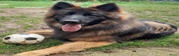 German Shepherd dogs for sale: Stunning longcoat German Shepherd puppies - Advert 4