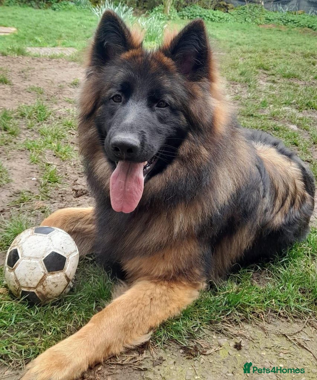 German Shepherd dogs for sale: Stunning longcoat German Shepherd puppies - Image 4