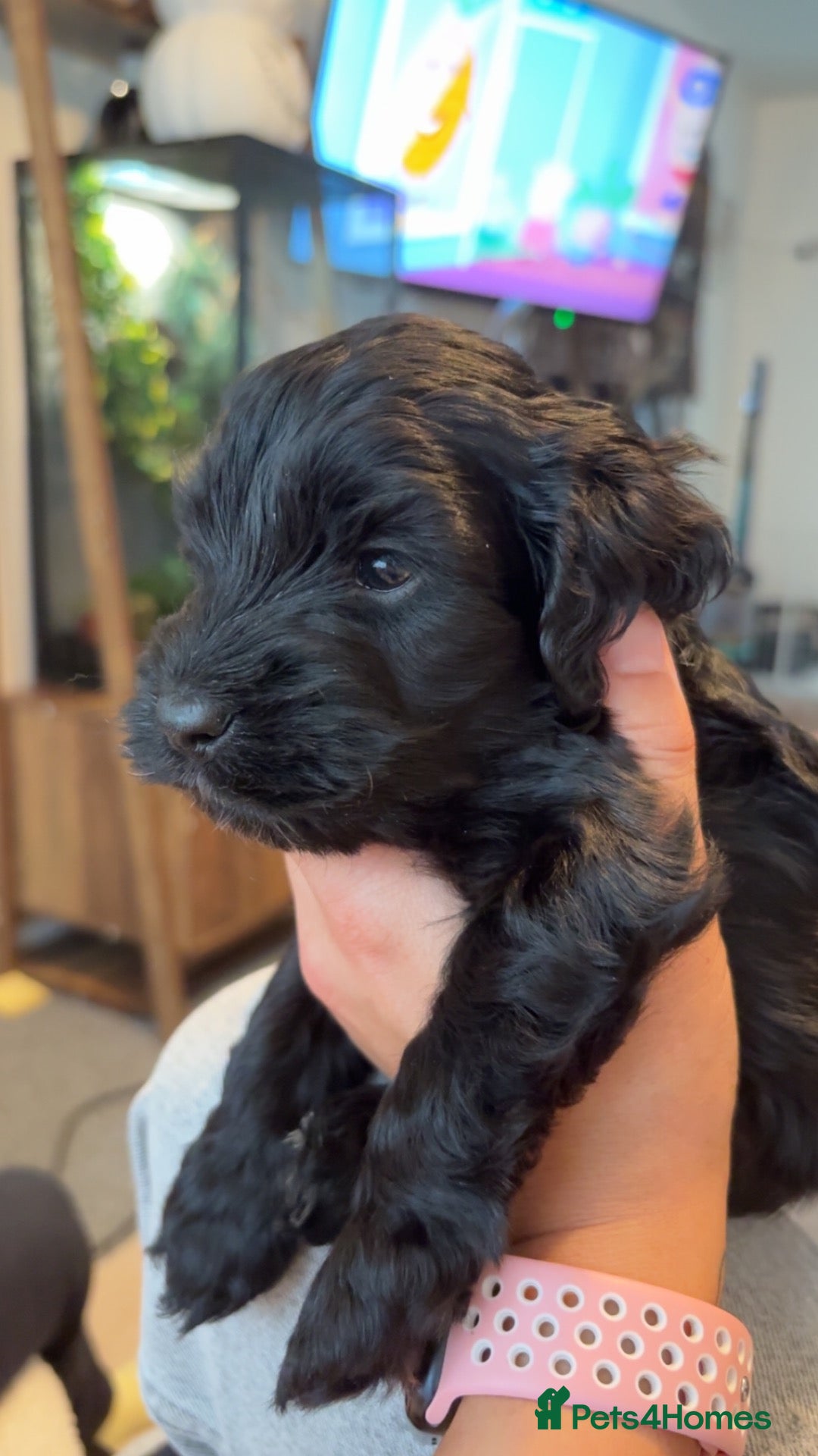Cockapoo dogs for sale: Cockapoo Puppies - Advert 19