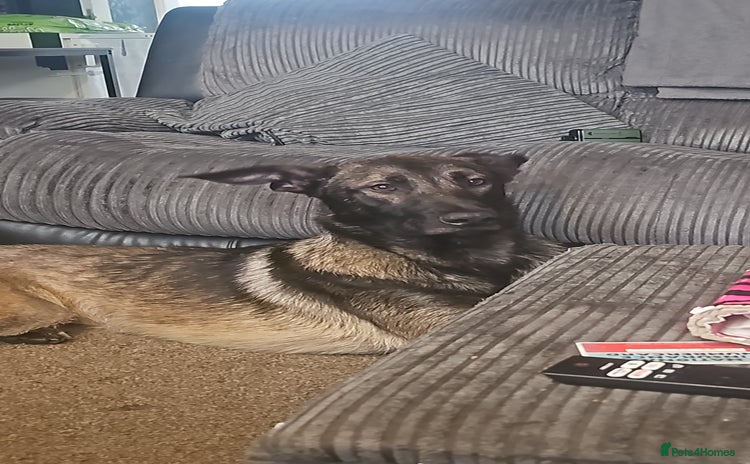 Belgian Shepherd Dog dogs - Advert 1