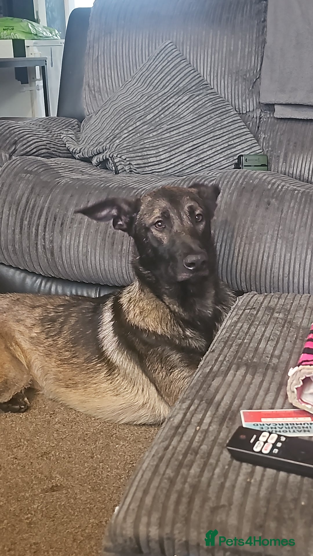 Belgian Shepherd Dog dogs for sale: 1 year old male Belgian malinois  - Image 1