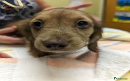 Miniature Dachshund dogs for sale: Stunning Dachshund Puppies - Image 2