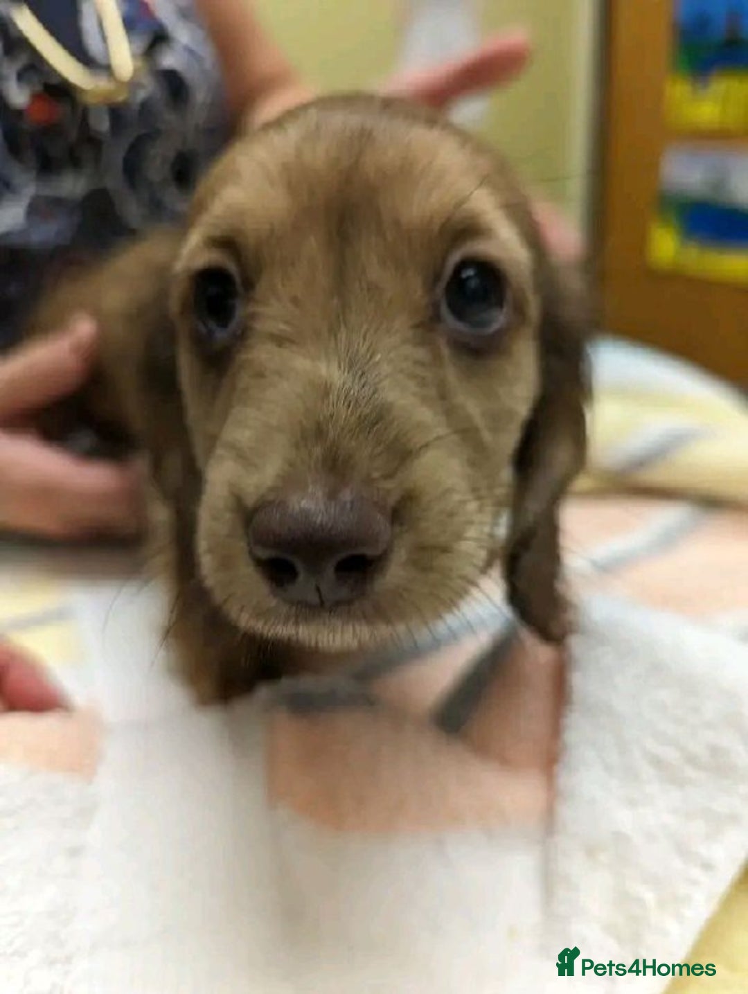 Miniature Dachshund dogs for sale: Stunning Dachshund Puppies - Image 2