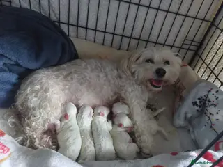 Bichon Frise dogs Bichon frise - Advert 5