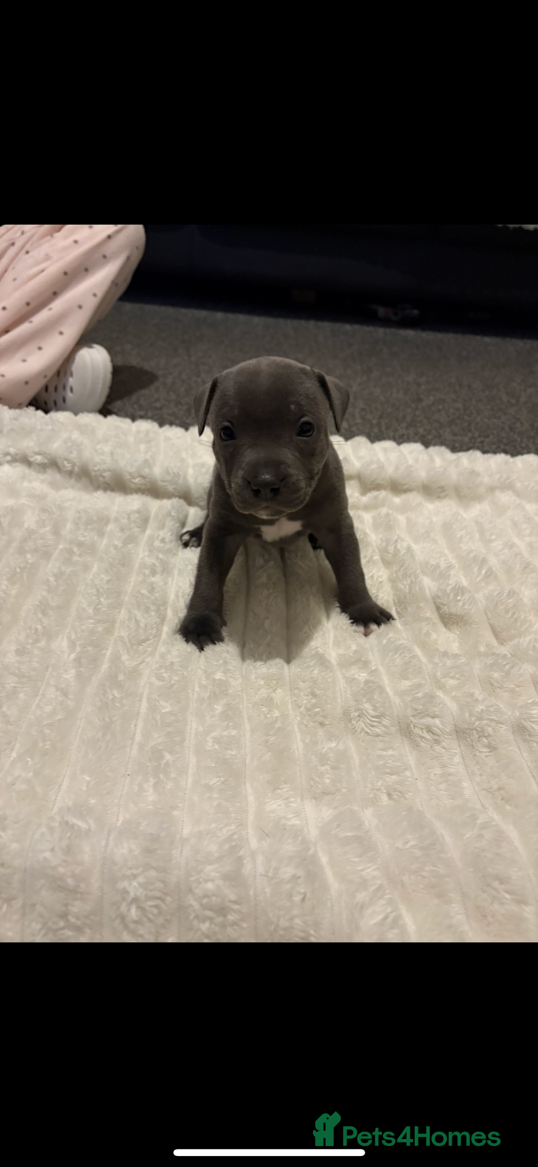 Staffordshire Bull Terrier dogs for sale: KC Registered Blue Staffordshire Bull Terrier  - Image 8