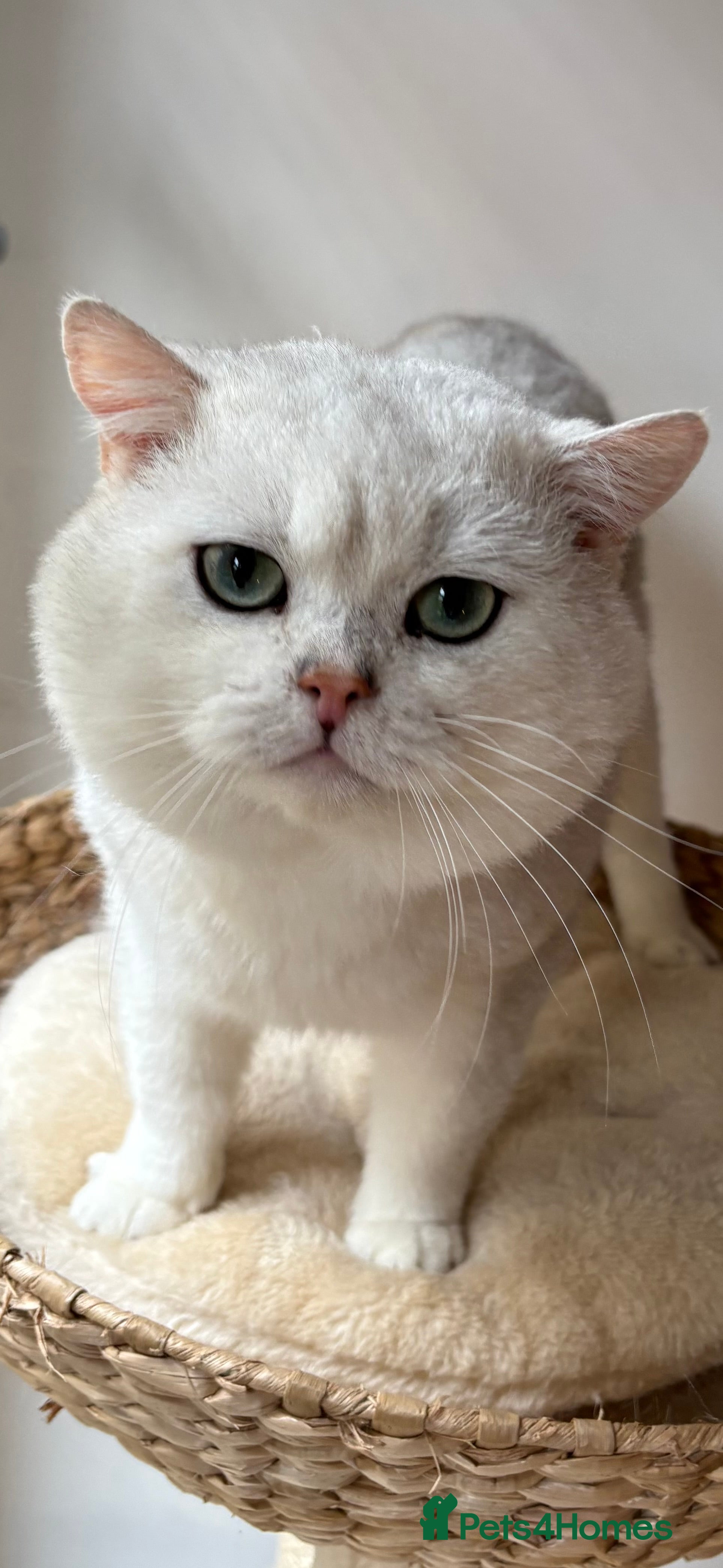 British Shorthair cats Poland imported tica registered BRI NS 12 Silver - Advert 2