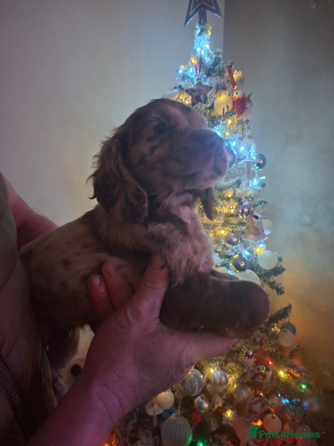 Cocker Spaniel dogs for sale: Cocker spaniel puppies  - Advert 11