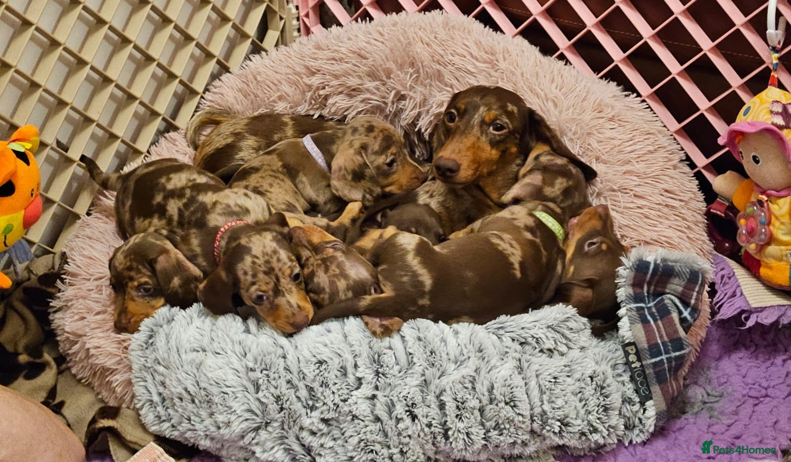 Miniature Dachshund dogs Smooth coat mini dachshunds  - Advert 13