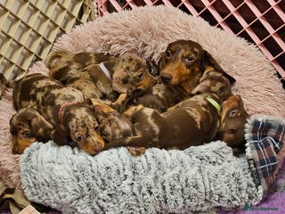 Miniature Dachshund dogs Smooth coat mini dachshunds - Advert 13