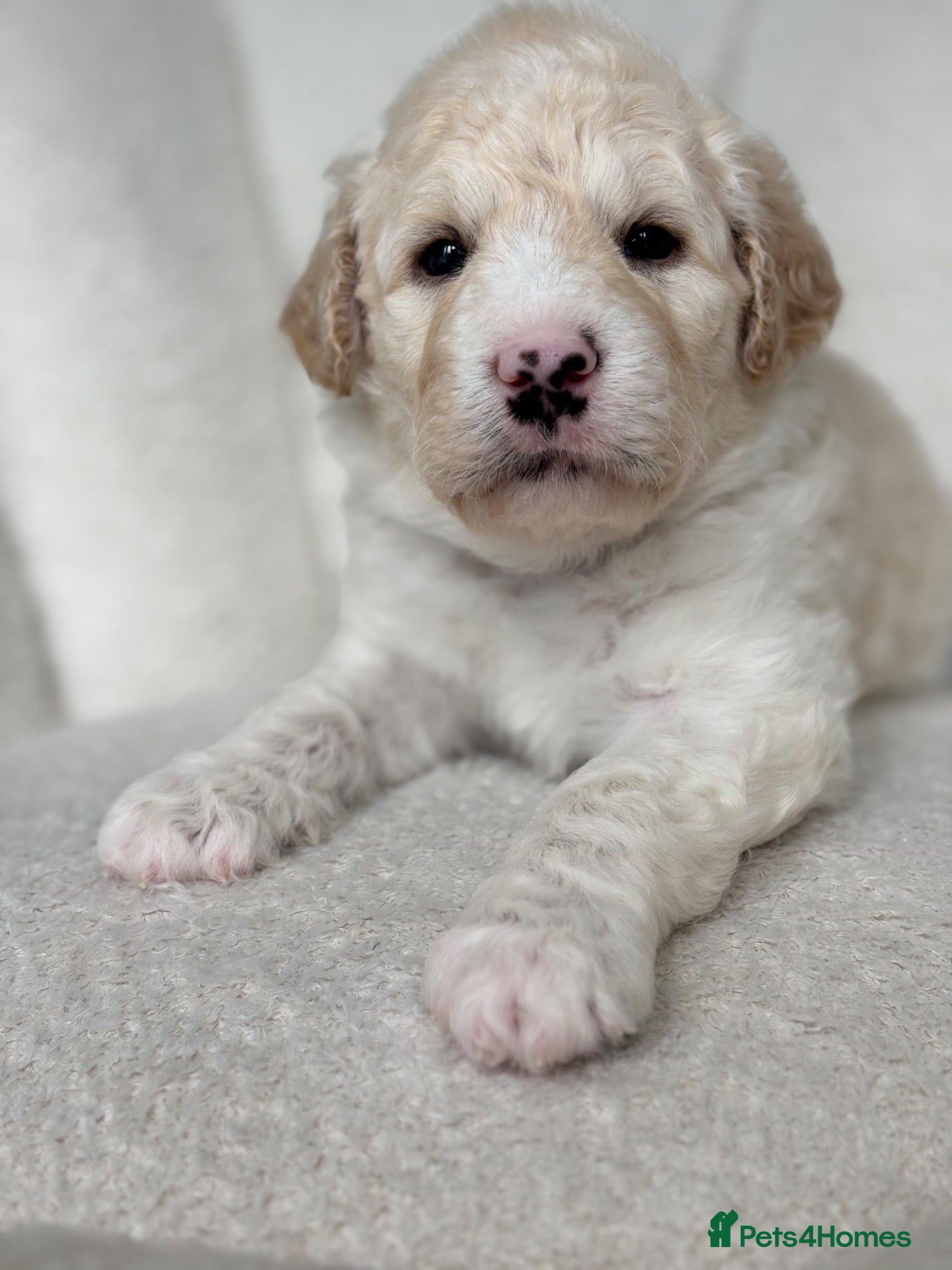 Goldendoodle dogs 🌟Goldendoodle & Australian Labradoodle Puppies 🌟 - Advert 2