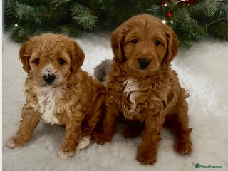 Australian Labradoodle dogs Australian Labradoodle DNA tested - Advert 1