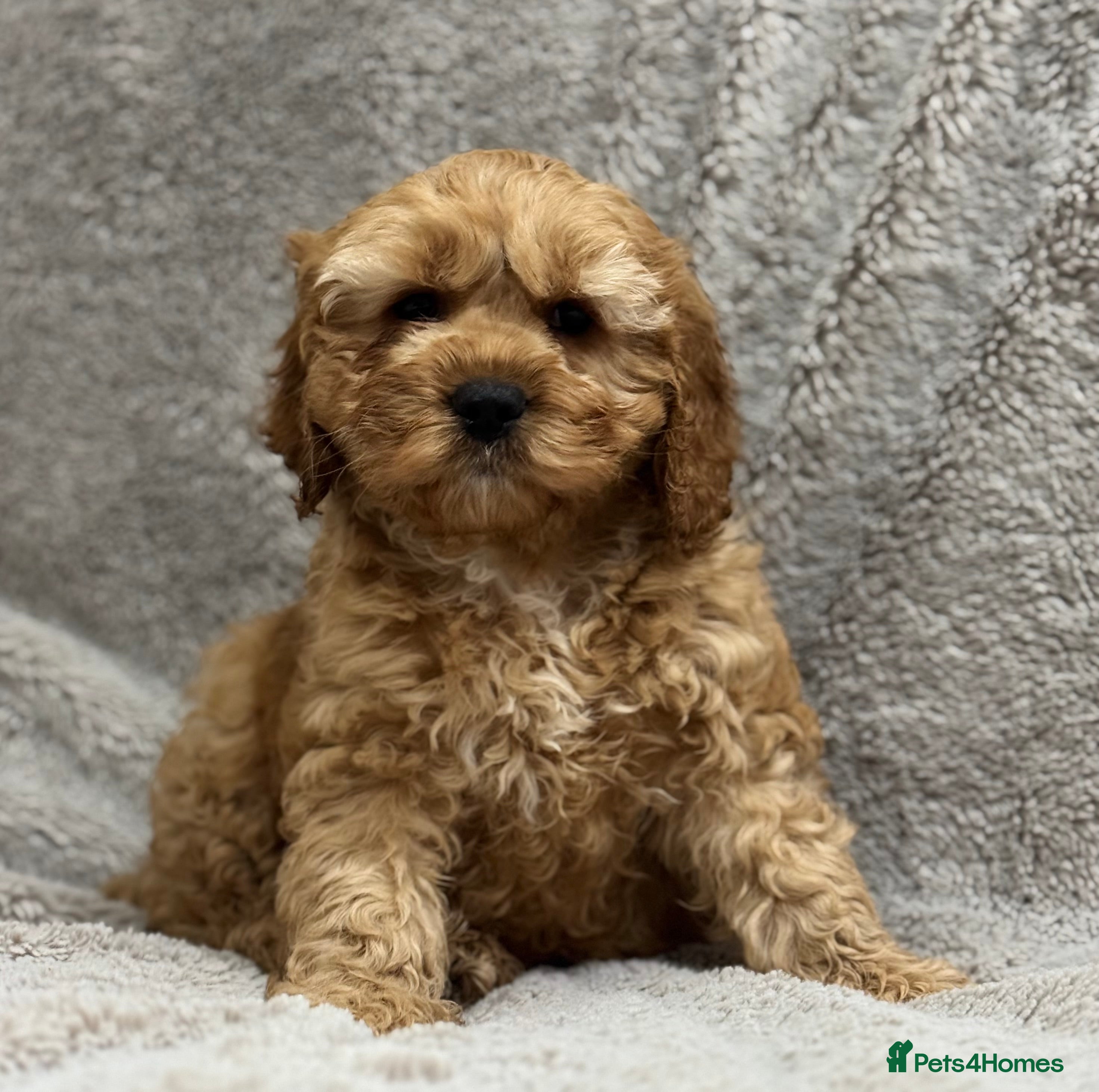 Cavapoo dogs Adorable Cavapoos – 1 Boy, 3 Girls - Advert 17