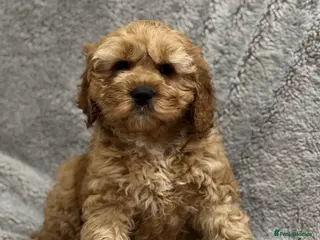 Cavapoo dogs Adorable Cavapoos – 1 Boy, 3 Girls - Advert 17