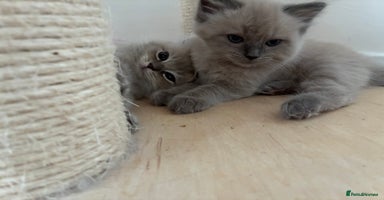 Ragdoll cats - Advert 5