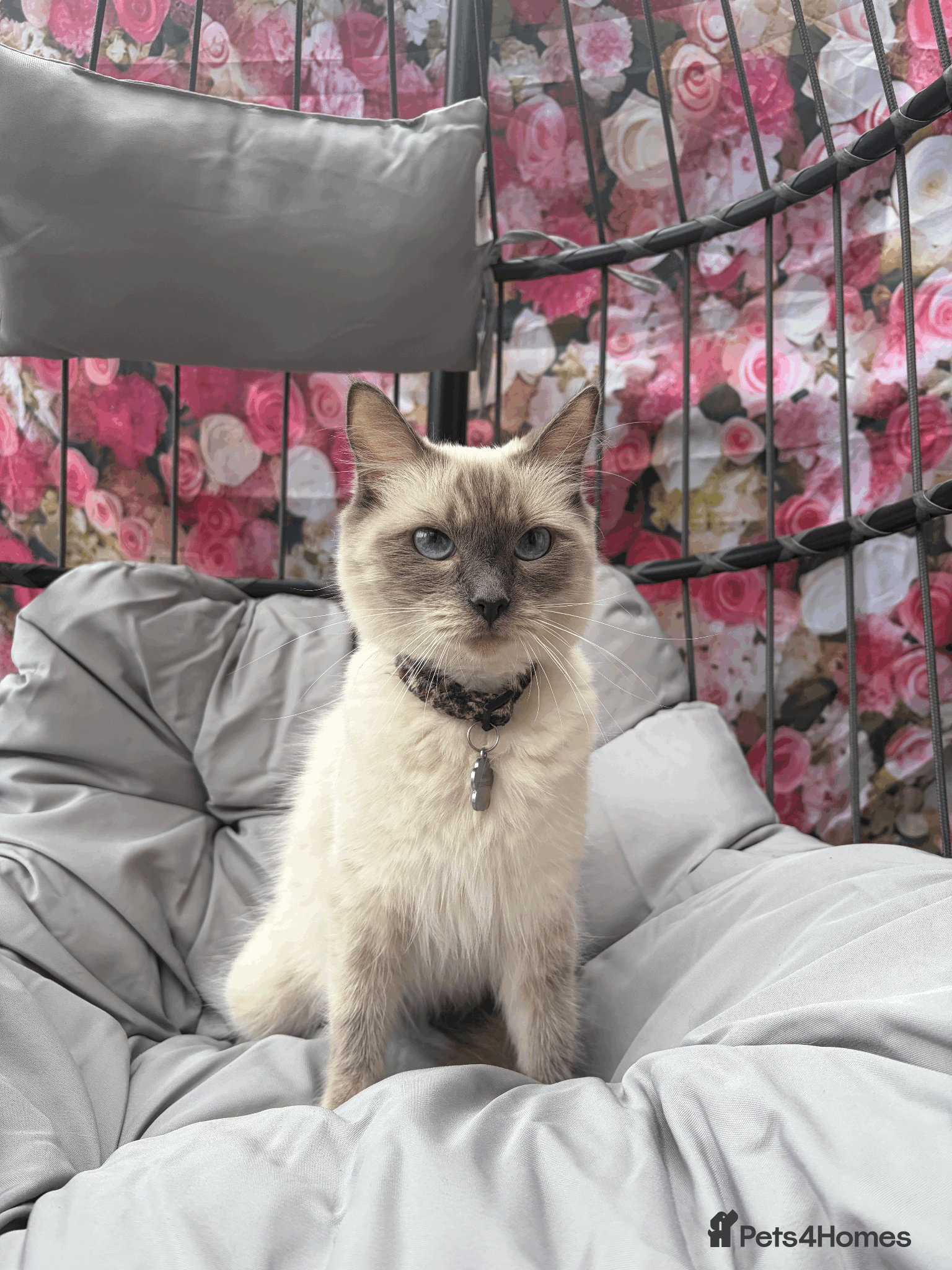 Ragdoll cats Blue point Ragdolls - Advert 5