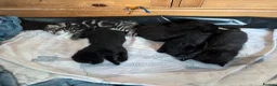 Mixed Breed cats for sale: Beautiful kittens looking for homes. - Advert 9