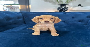 Cocker Spaniel dogs - Advert 9