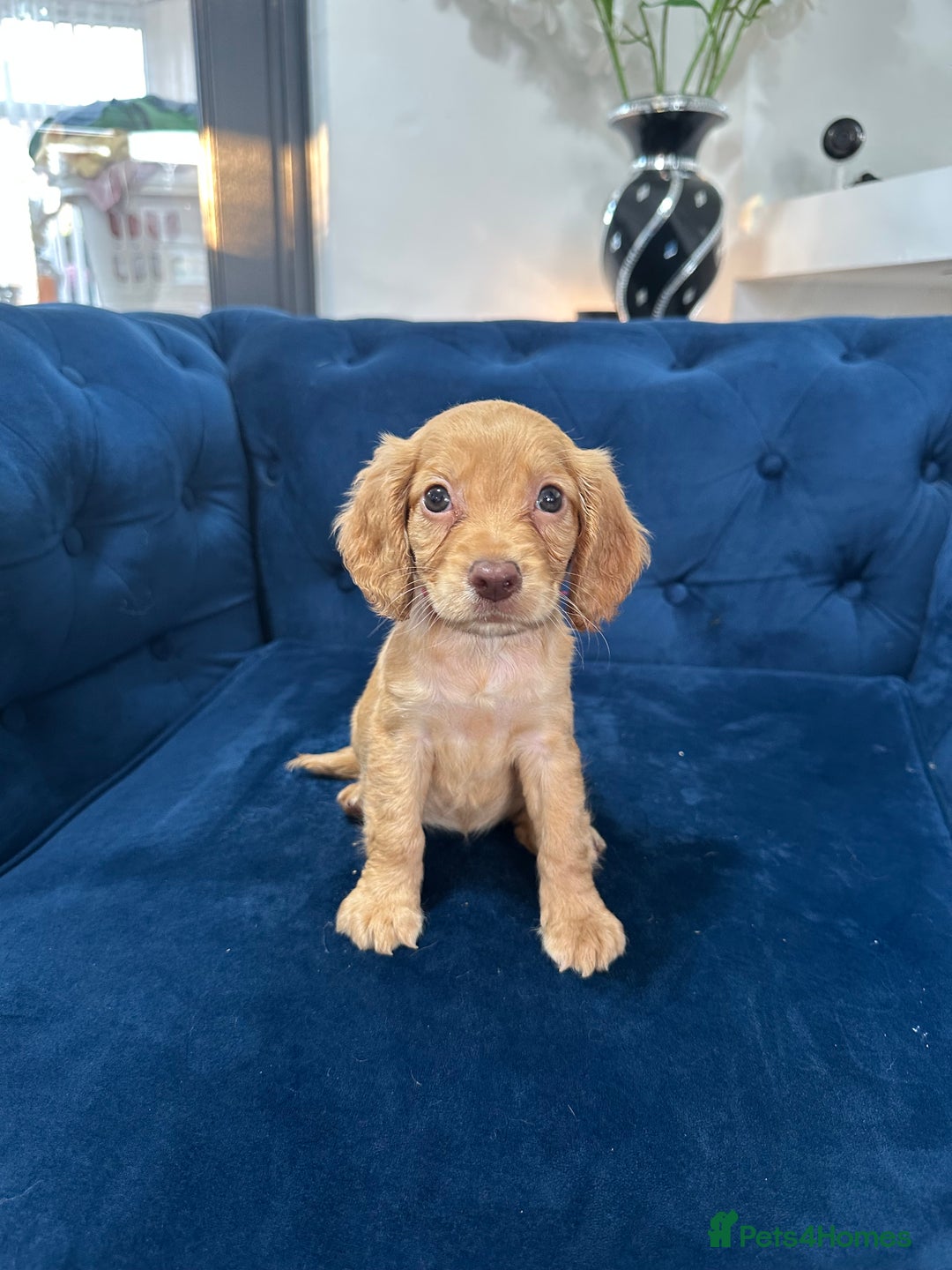 Cocker Spaniel dogs for sale: Beautiful litter of cocker spaniel pups 4 left  - Image 4