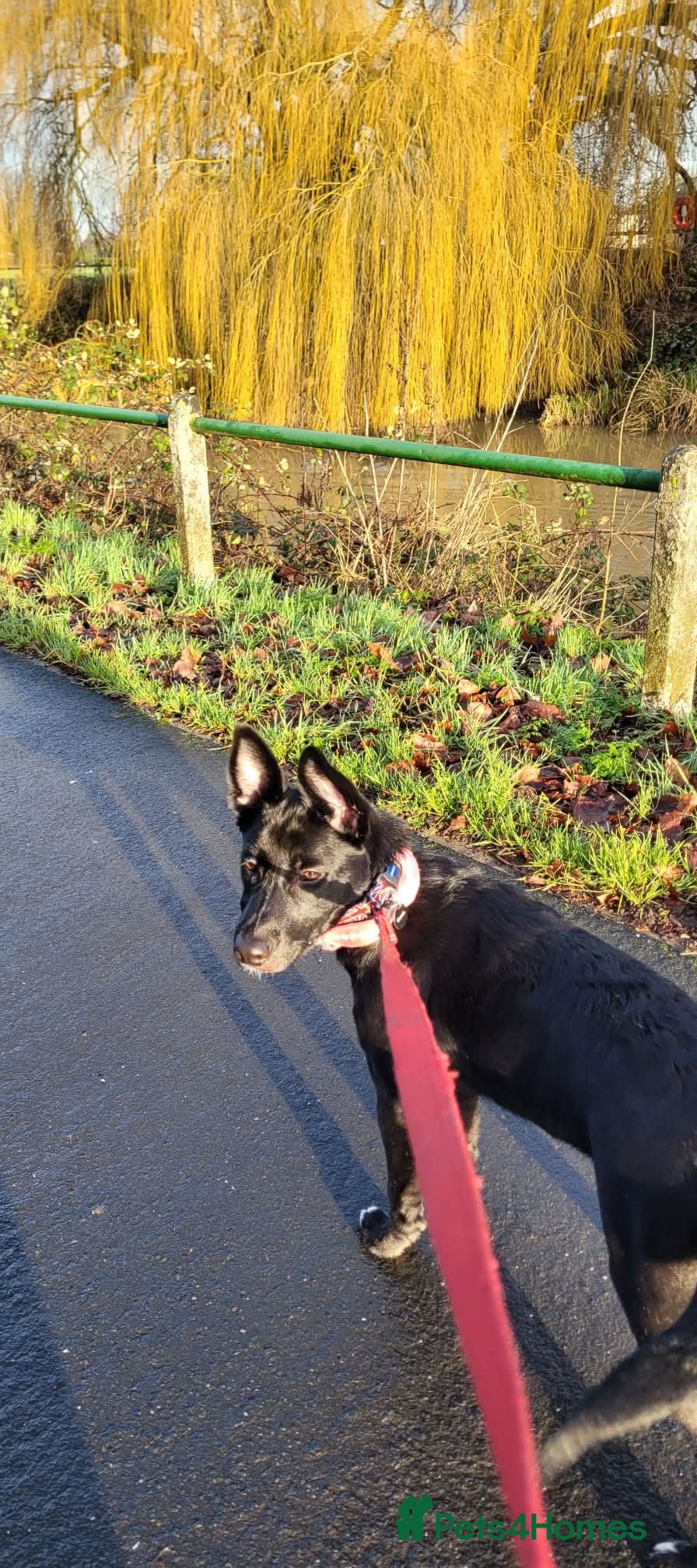 Mixed Breed dogs Tamaskan x pup needing a home - Advert 8