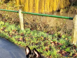 Mixed Breed dogs Tamaskan x pup needing a home - Advert 8