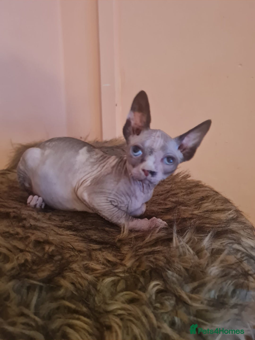 Sphynx cats for sale: Sphynx girl kitten for sale - Image 13