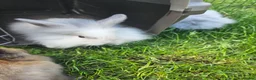 Mixed Breed rabbits for sale: Ready now. Mixed breed lops for sale. - Advert 16
