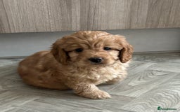 Cavapoo dogs for stud: Health tested cavapoo stud - Image 5