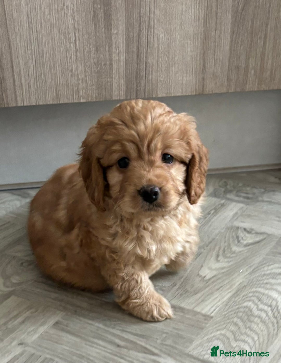 Cavapoo dogs for stud: Health tested cavapoo stud - Image 5