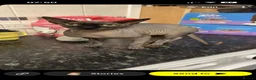Sphynx cats for sale: Pure Canadian  - Advert 3