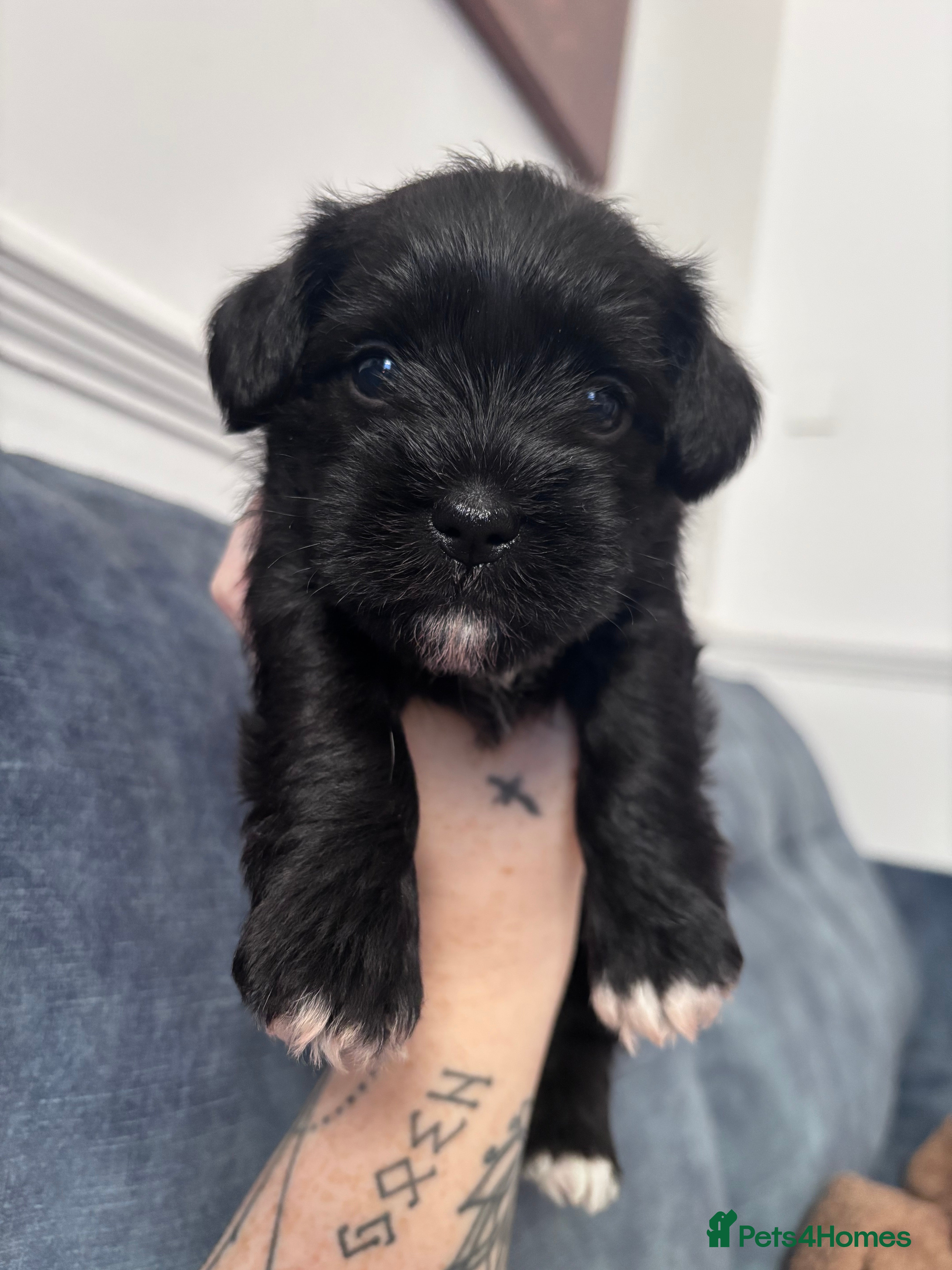Mixed Breed dogs Schapso puppies  - Advert 10