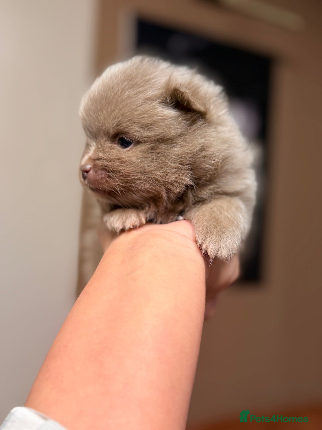 Pomeranian dogs for sale: 🧸 Dream Teddy Bear( Price reduced) - Advert 5
