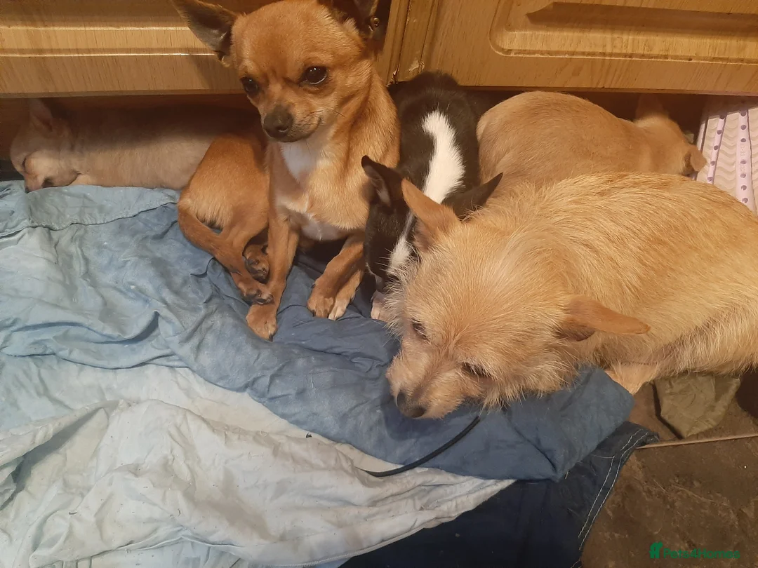 Chihuahua dogs for sale: Tiny Chihuahua puppy for sale  - Advert 4